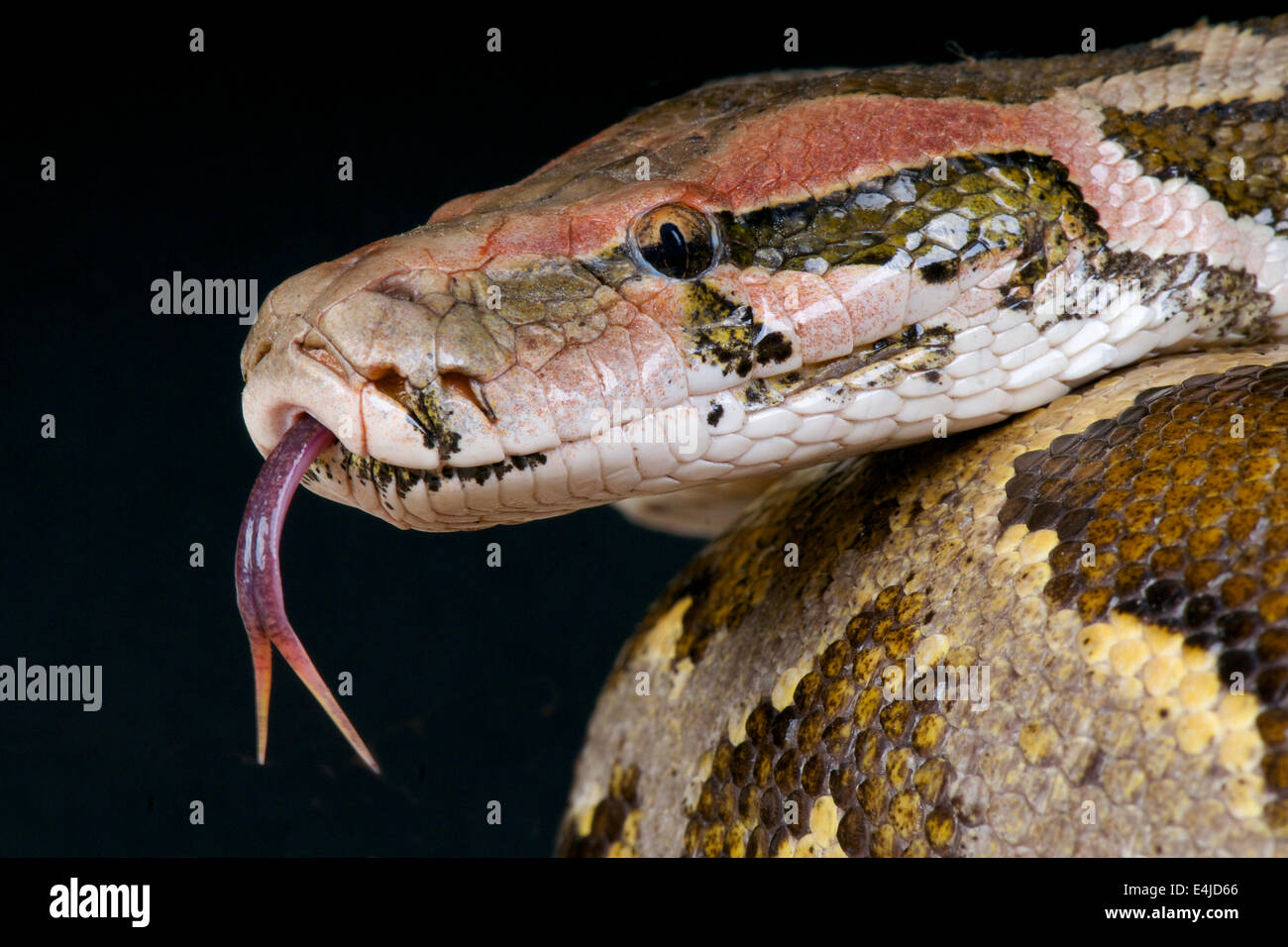 Sri lanka python molurus Banque de photographies et d’images à haute ...
