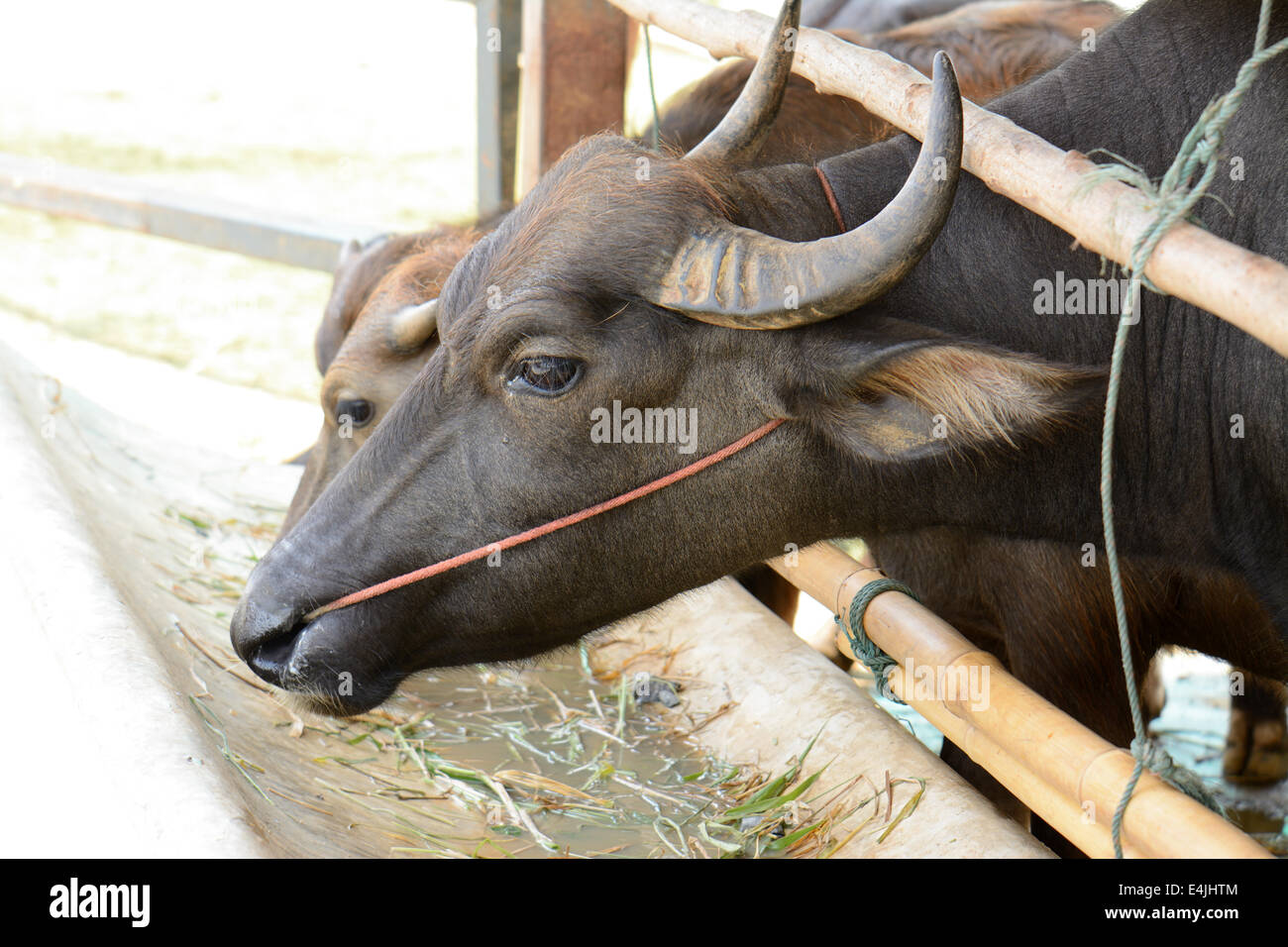 L'eau de style thaïlandais, Thai house buffalo buffalo farm Banque D'Images