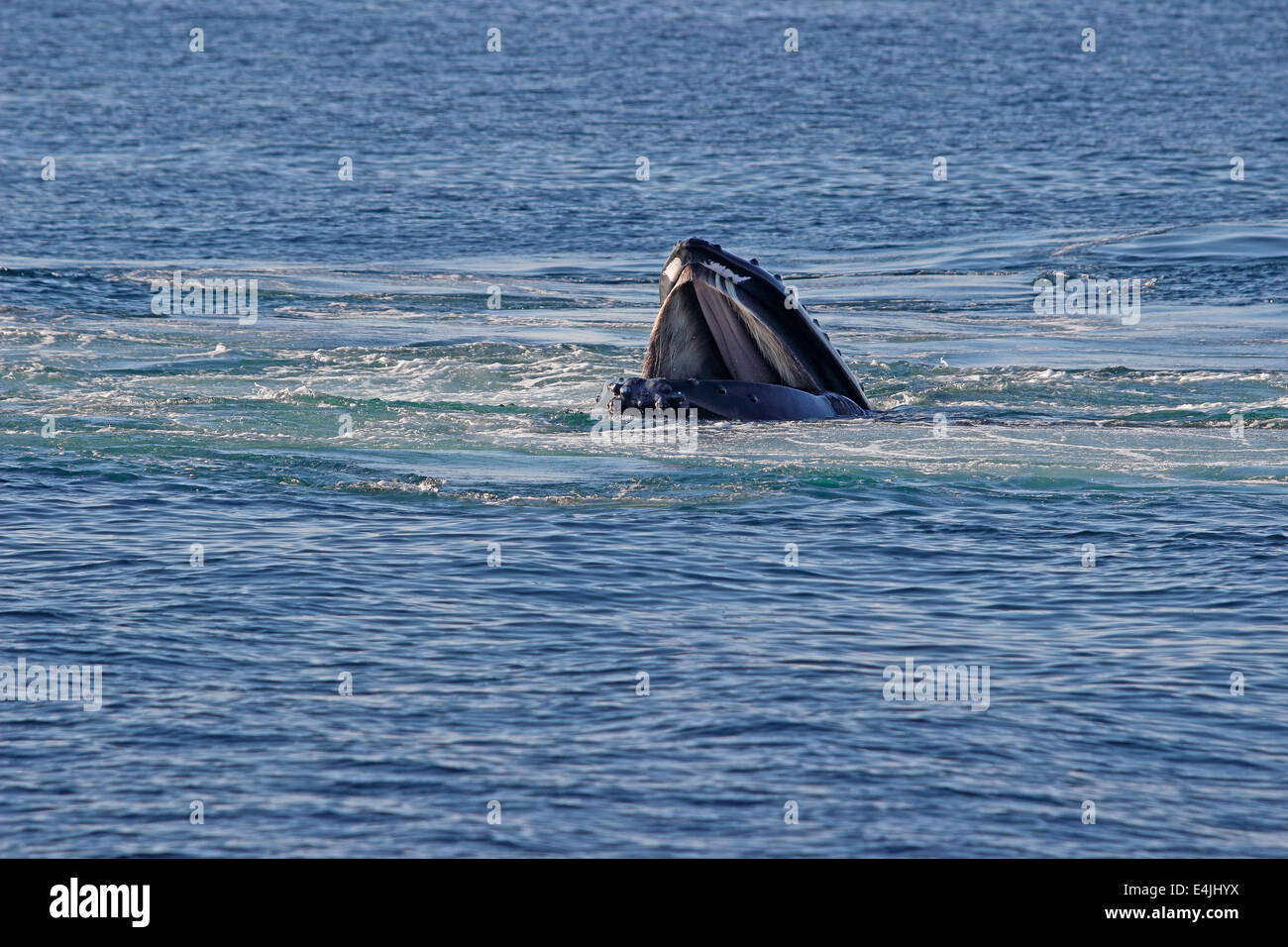 Les baleines à bosse (Megaptera novaeangliae) rupture d'alimentation Banque D'Images