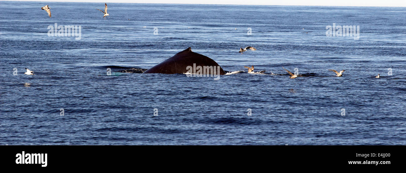 Baleine à bosse (Megaptera novaeangliae) rupture d'alimentation Banque D'Images