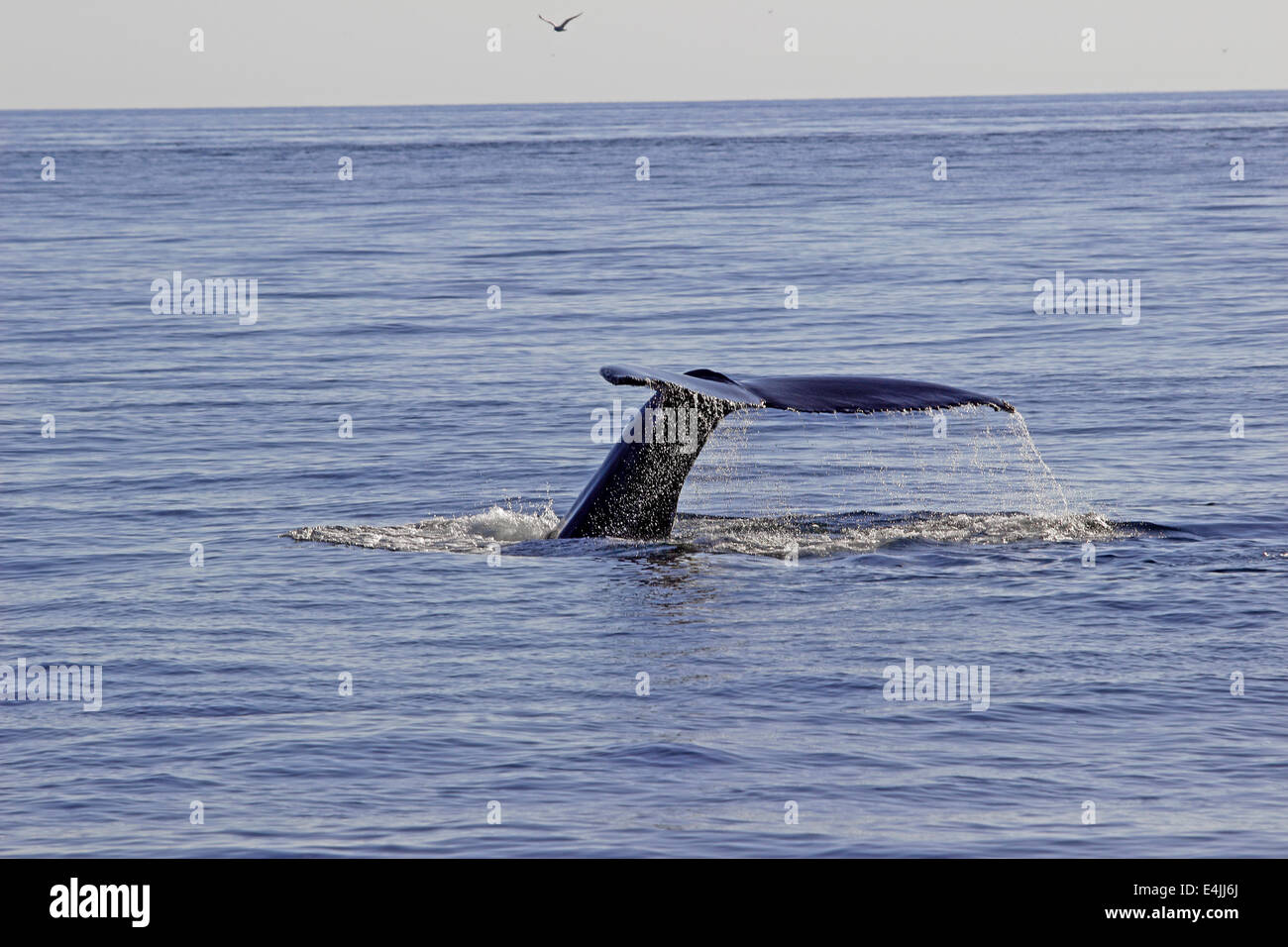 Baleine à bosse (Megaptera novaeangliae) rupture d'alimentation Banque D'Images