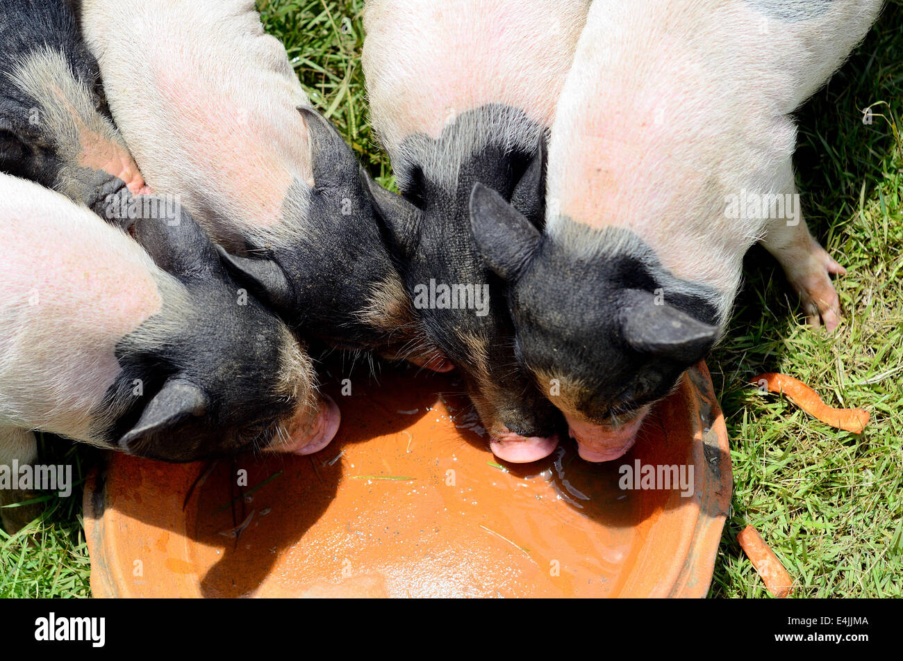 Le style Thai Vietnamese pot Belly pépinière porcelet maison dans une exploitation porcine thaïlandaise Banque D'Images