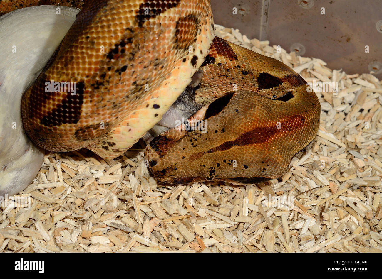 Belle animal hypomelanistic Columbian Boa constrictor (Boa constrictor imperator) congelés rat dégel de l'alimentation Banque D'Images