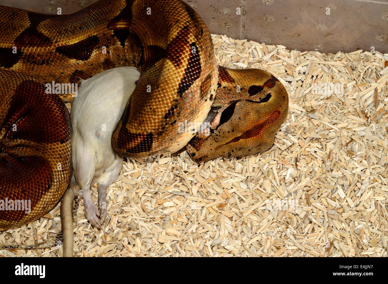 Belle animal hypomelanistic Columbian Boa constrictor (Boa constrictor imperator) congelés rat dégel de l'alimentation Banque D'Images