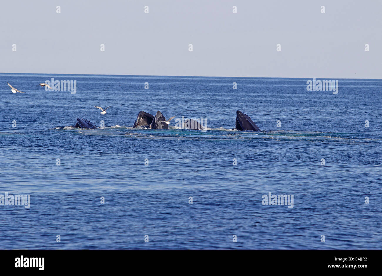 Les baleines à bosse (Megaptera novaeangliae) rupture d'alimentation Banque D'Images
