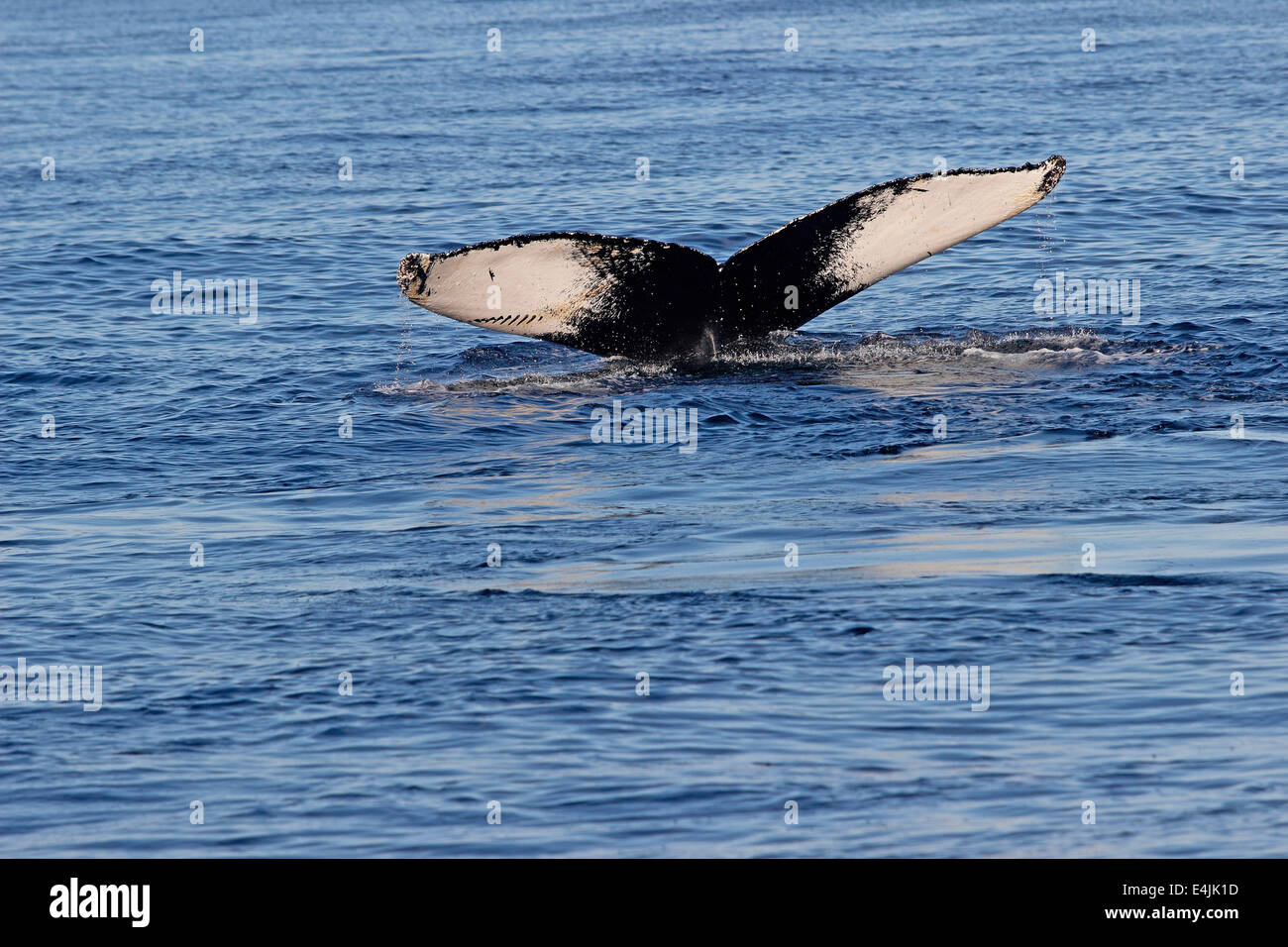 Baleine à bosse (Megaptera novaeangliae) rupture d'alimentation banc Stellwagen Provincetown dans le Massachusetts Cape Cod MA Nouvelle Angleterre Banque D'Images