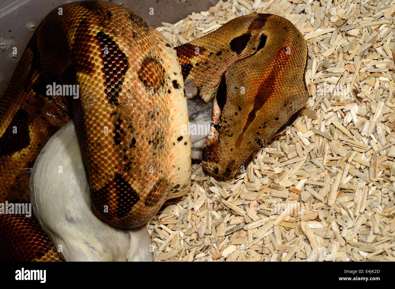 Belle animal hypomelanistic Columbian Boa constrictor (Boa constrictor imperator) congelés rat dégel de l'alimentation Banque D'Images