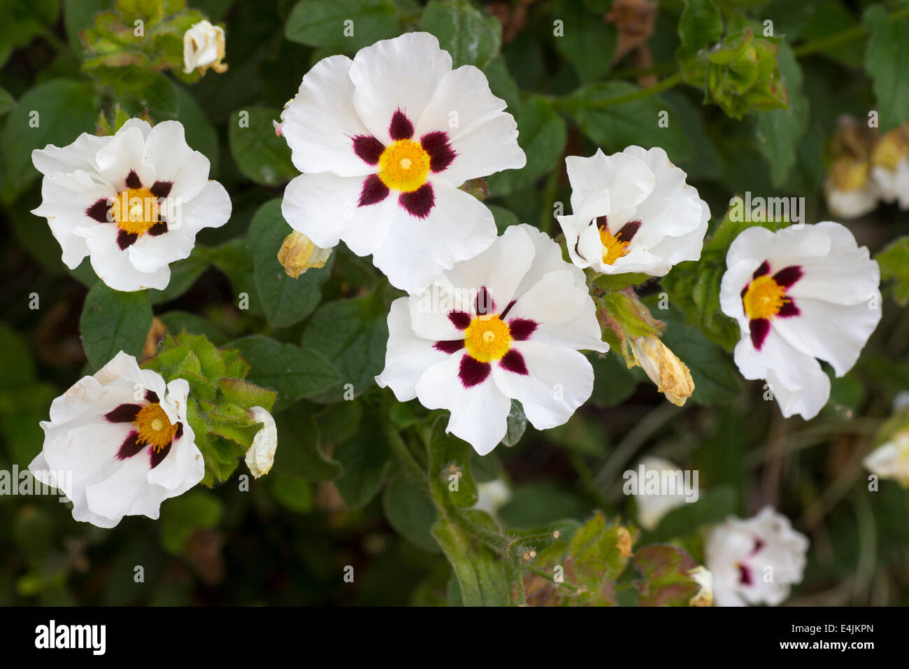 Fleurs de ciste semi double 'Snowfire' Banque D'Images