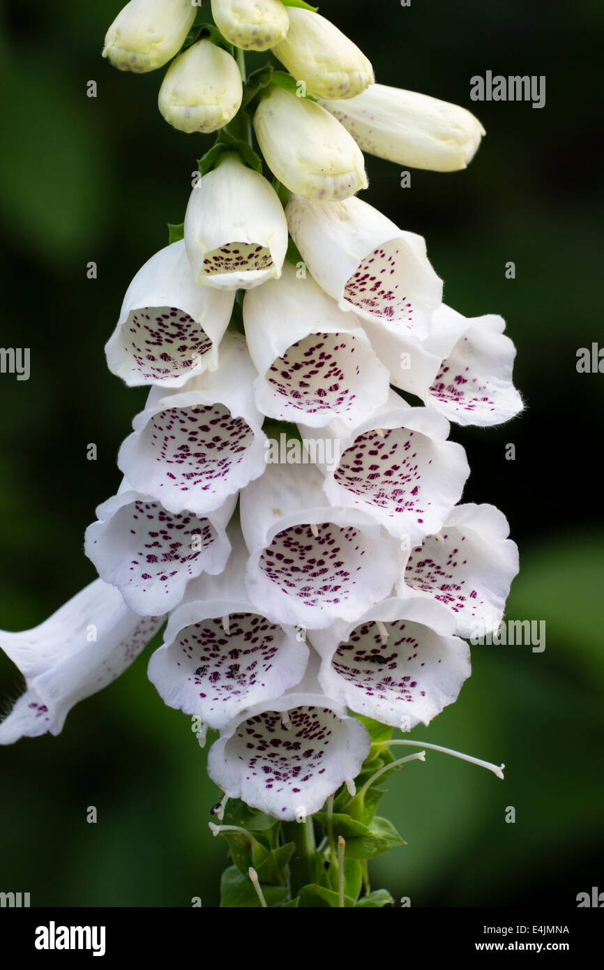 Close up de fleurs blanches de la digitale, Digitalis purpurea alba Banque D'Images