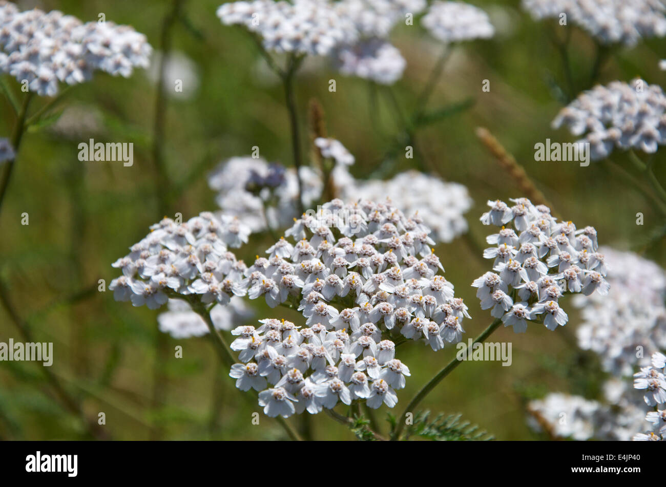 L'Achillea millefolium achillée commune ou, variété blanche. Banque D'Images