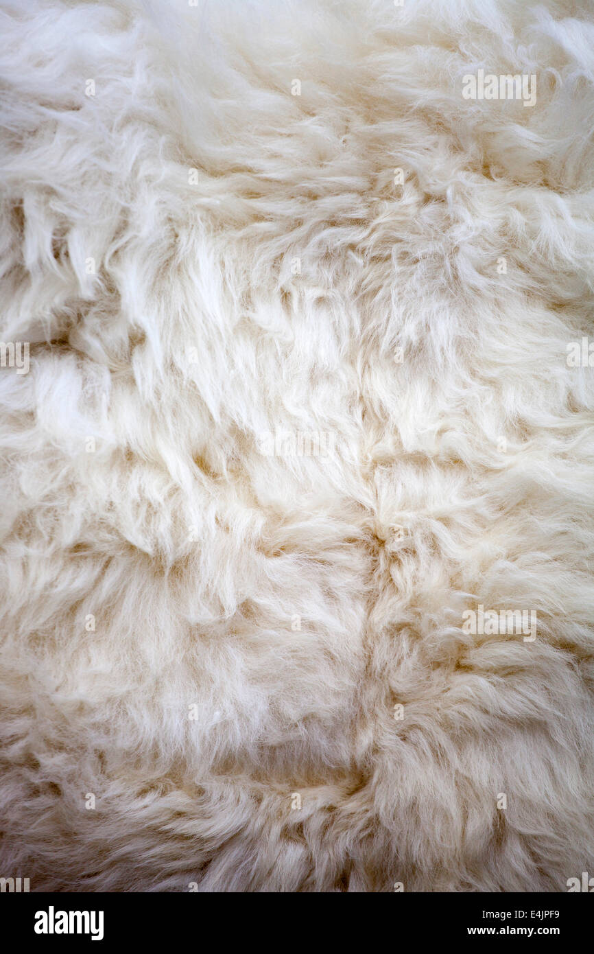 La texture de la fourrure de mouton blanc lavé de fond approprié Banque D'Images
