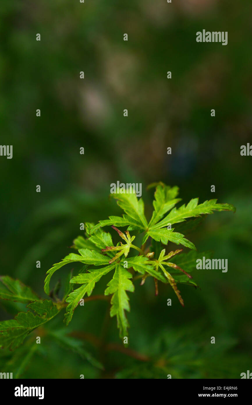 Japanese Maple, Acer palmatum 'Seiryu', de la groupe 3.95 nouvelles feuilles, en juin et juillet. Banque D'Images