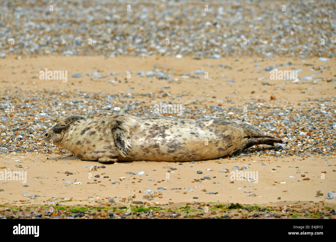 Les phoques à Blakeney Point North Norfolk Banque D'Images