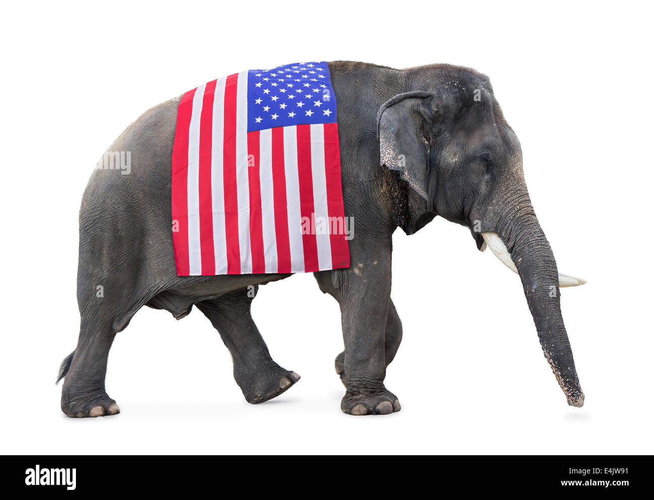 Elephant porte un drapeau USA Banque D'Images