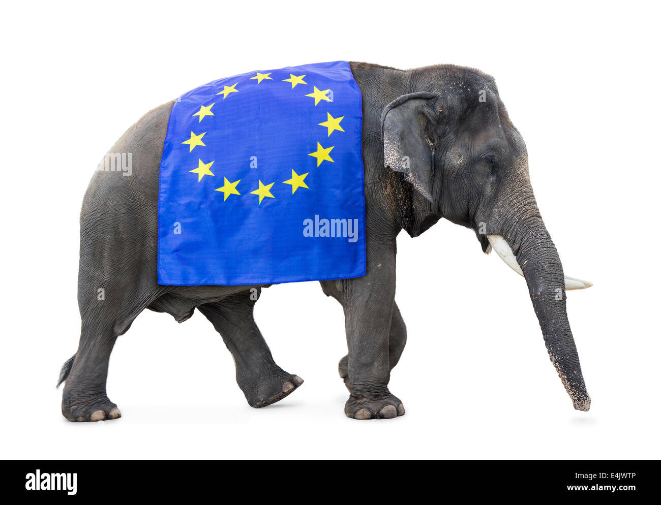 Elephant porte un drapeau UE isolé sur fond blanc Banque D'Images
