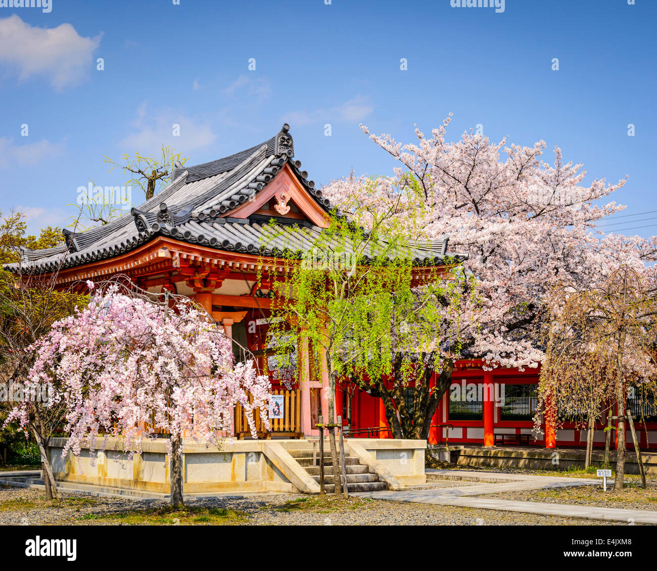 Jardins du temple Sanjusangen-do durant la saison du printemps à Kyoto, au Japon. Banque D'Images