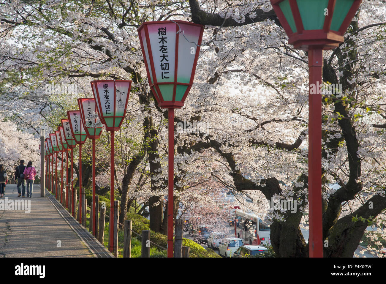 Un couple en train de marcher au-delà de la ligne de lanternes et de cerisiers en fleur pleine près de Parc Kenrokuen et le Château de Kanazawa au début même Banque D'Images