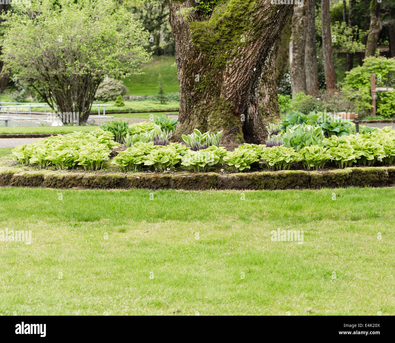 Une pelouse verte et de hosta jardin dans un parc bordé d'arbres Banque D'Images