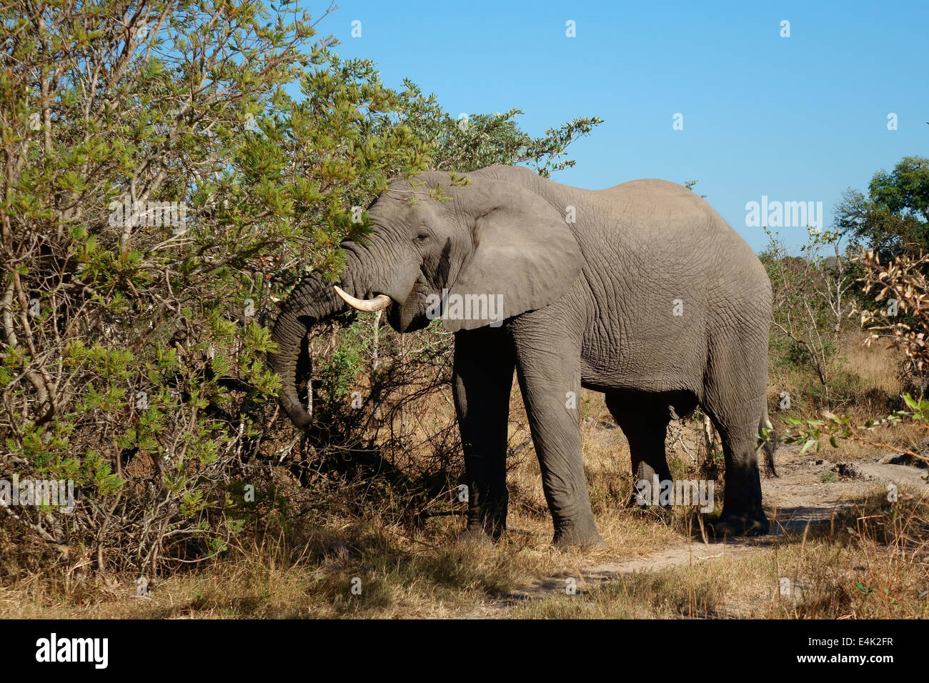 L'éléphant africain (Loxodonta africana) se nourrissant d'un arbre, Sabie-Sand nature reserve, Afrique du Sud Banque D'Images