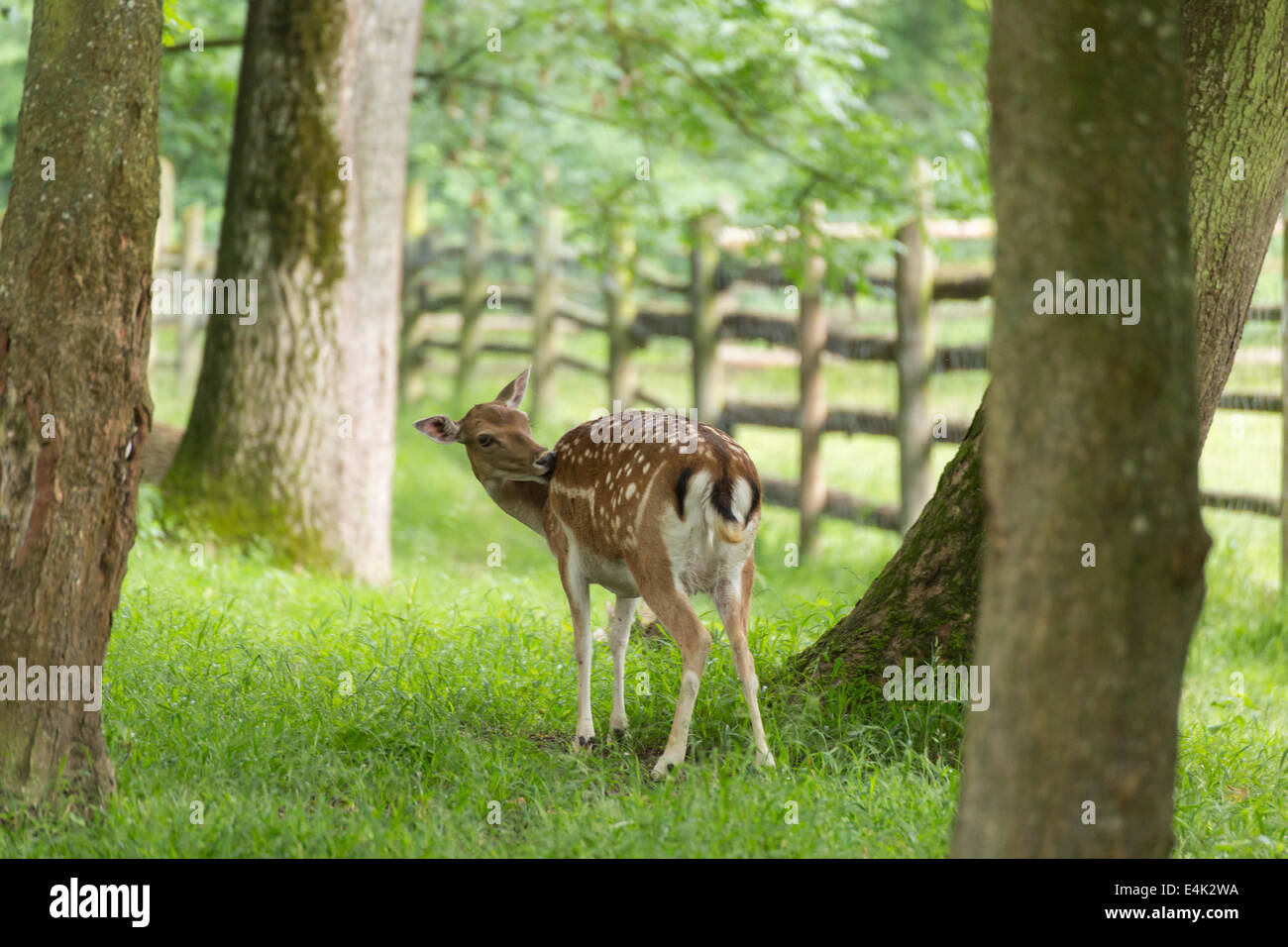 Daims quand le toilettage sur pré vert prairie en forêt en été Banque D'Images