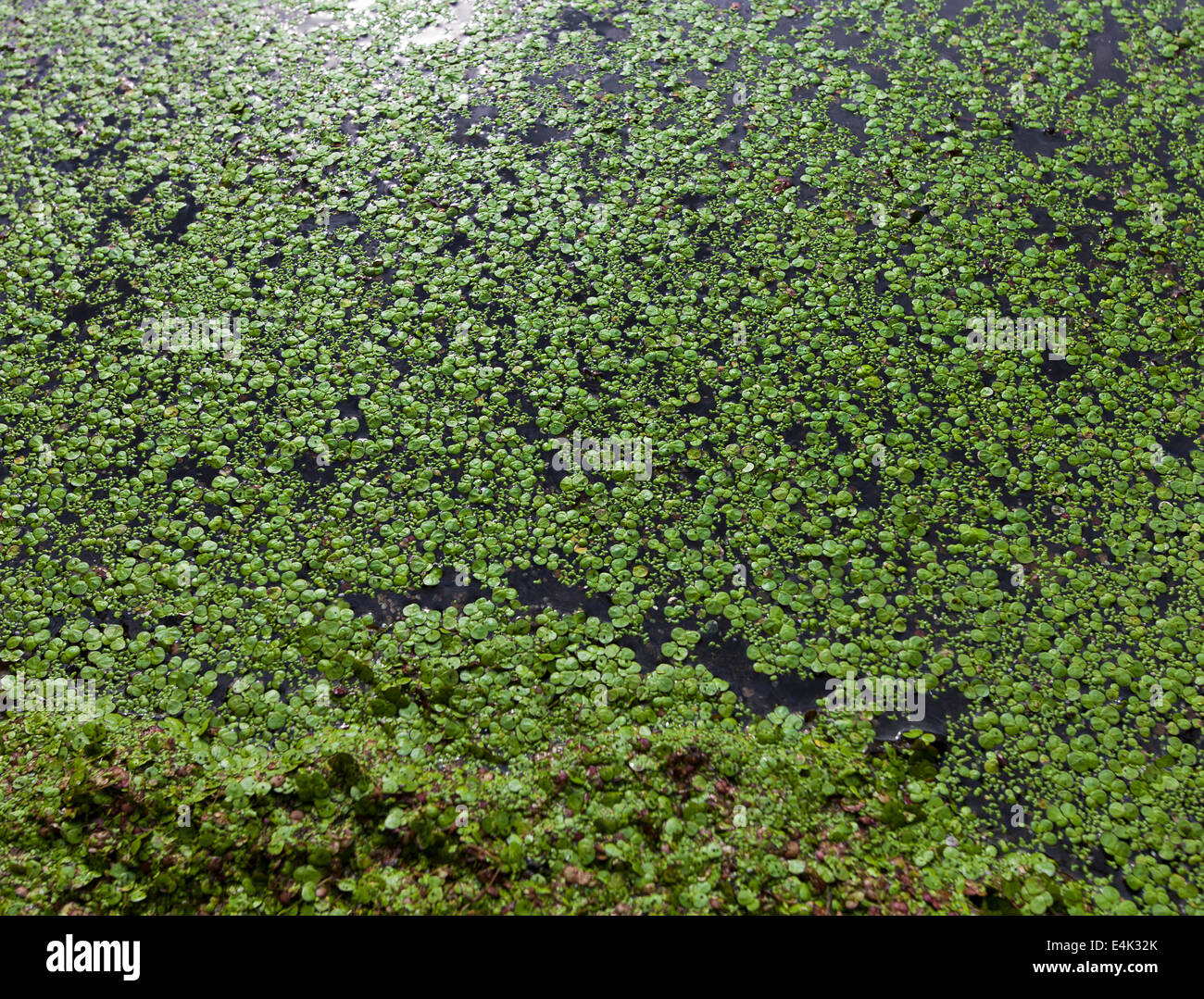 Lemna, nature, fleurs, plantes (CTK Photo/Marketa Hofmanova) Banque D'Images
