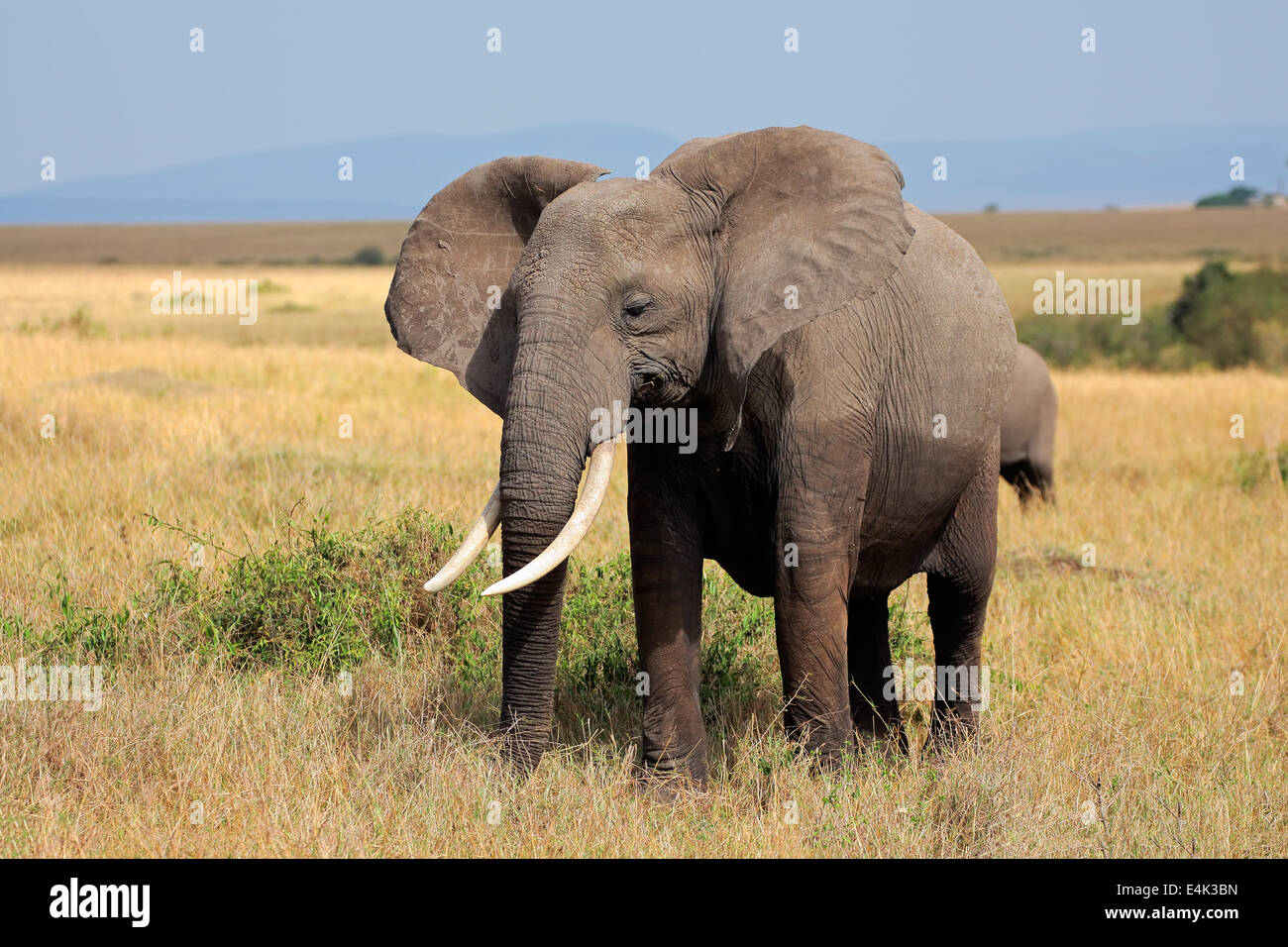 L'éléphant africain (Loxodonta africana), Masai Mara National Reserve, Kenya Banque D'Images