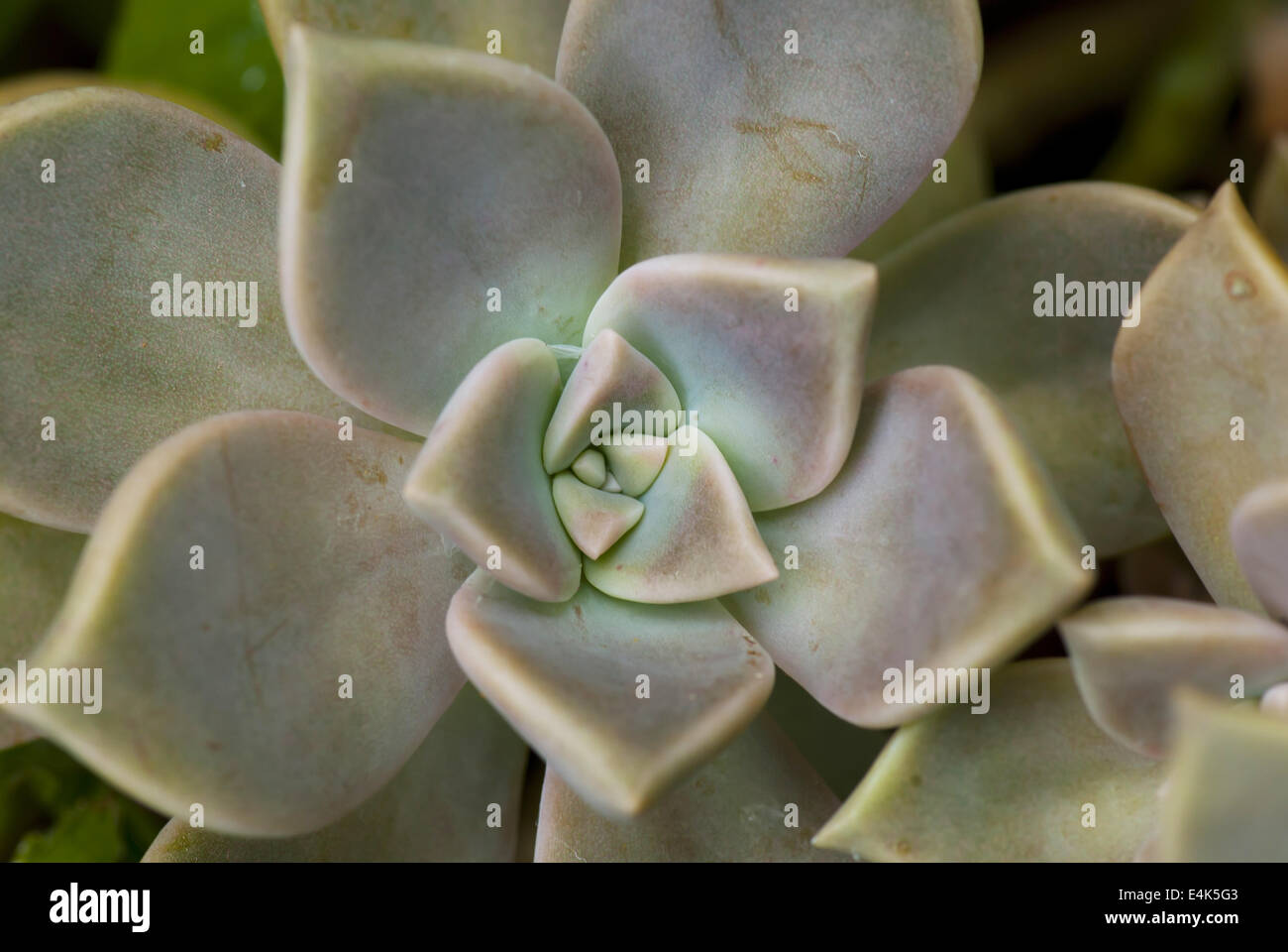 La Close up flower Banque D'Images