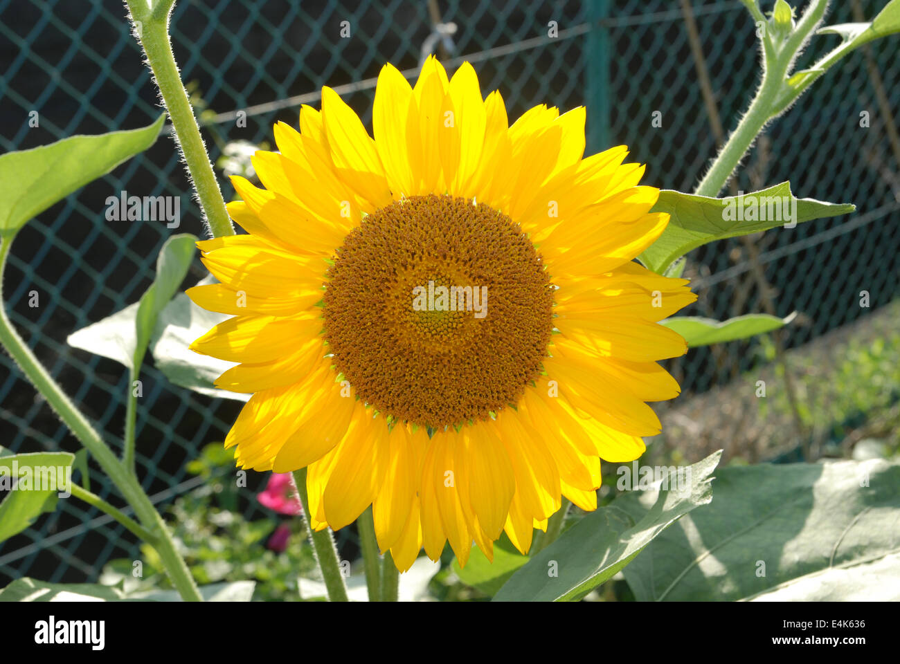 Le close up of sunflower Banque D'Images