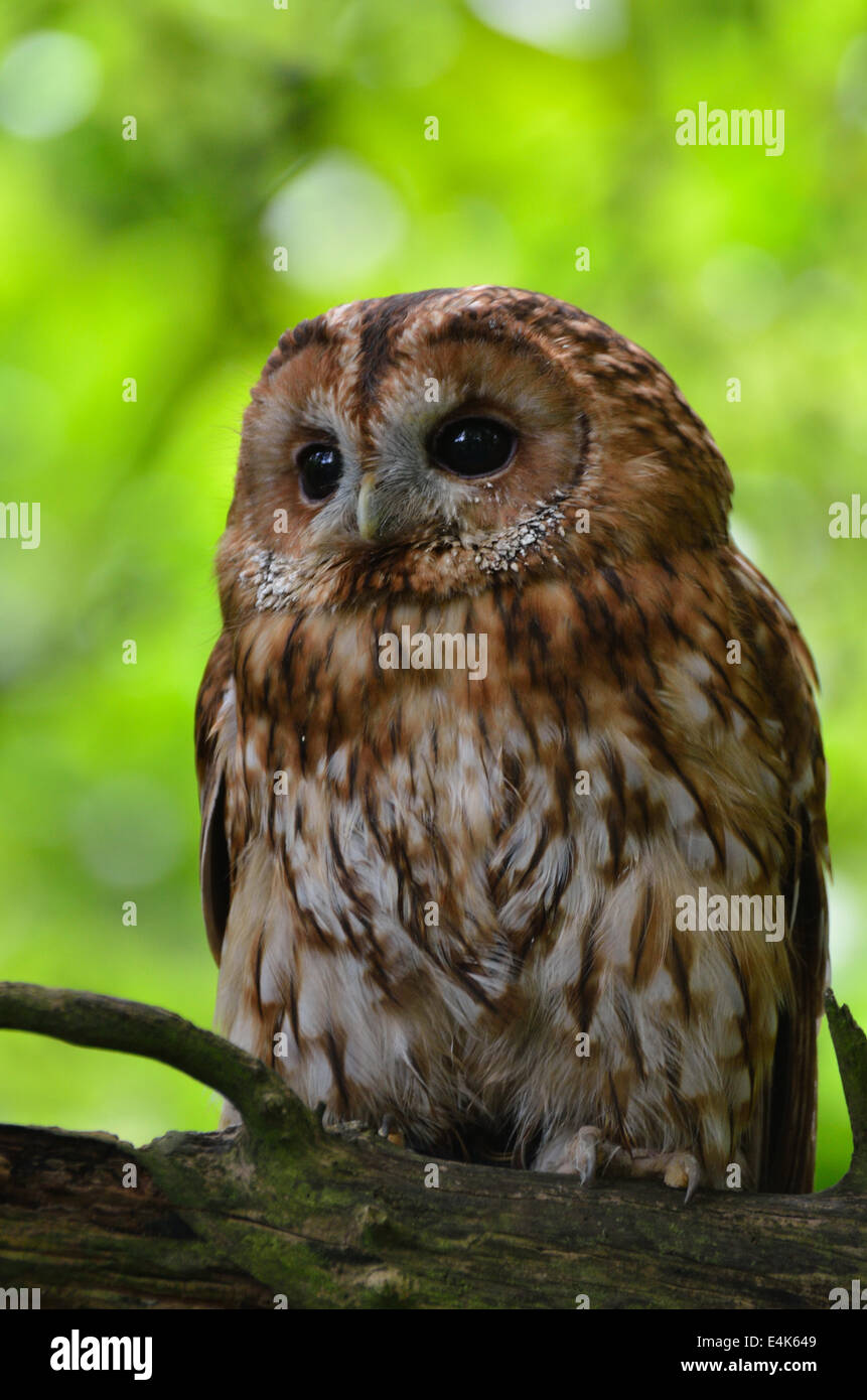 Brown Owl portrait in forest Banque D'Images
