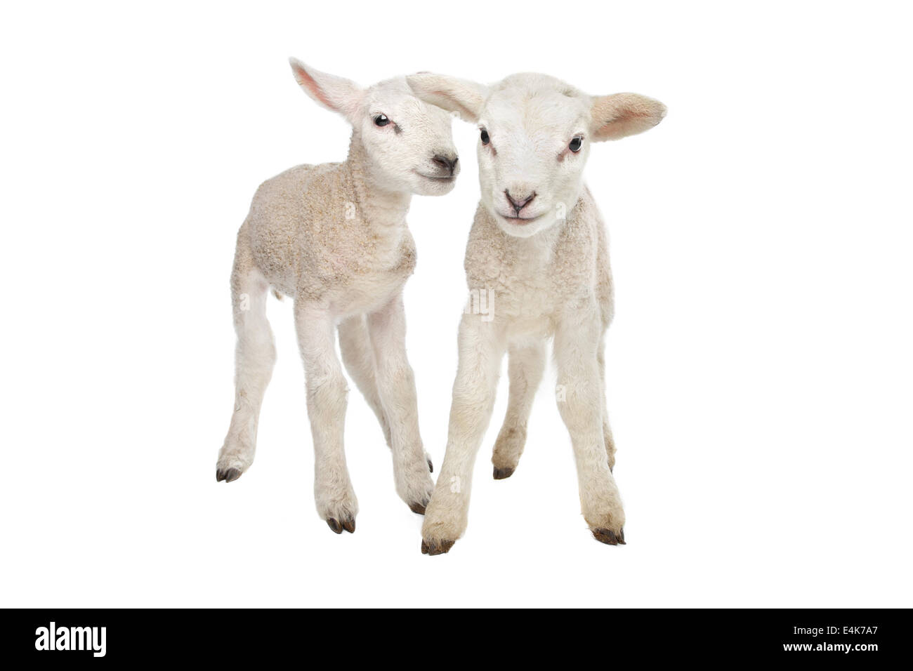 Deux petits agneaux Banque D'Images