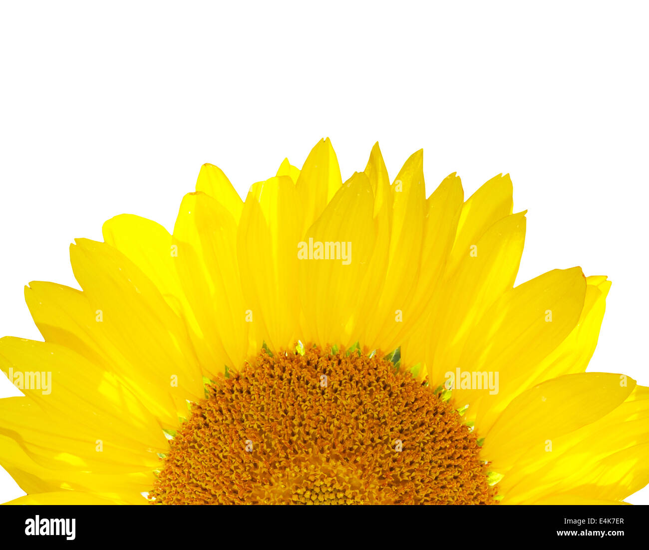 Belles pétales de Tournesol jaune close up Banque D'Images