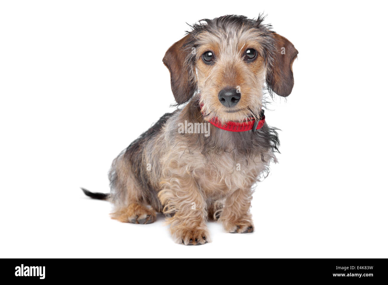 Teckel à poil dur Banque D'Images