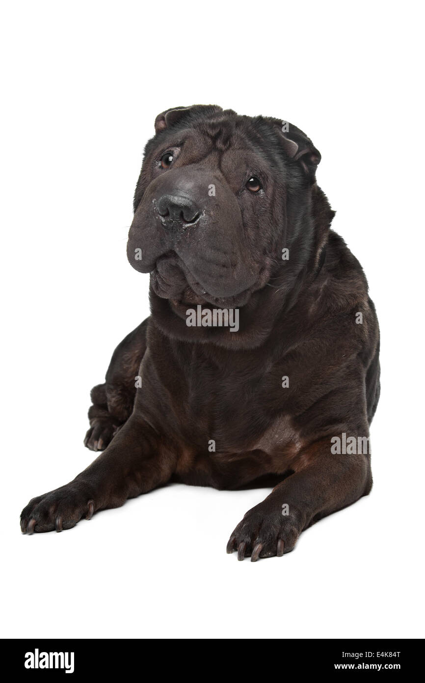 Shar-Pei Banque D'Images