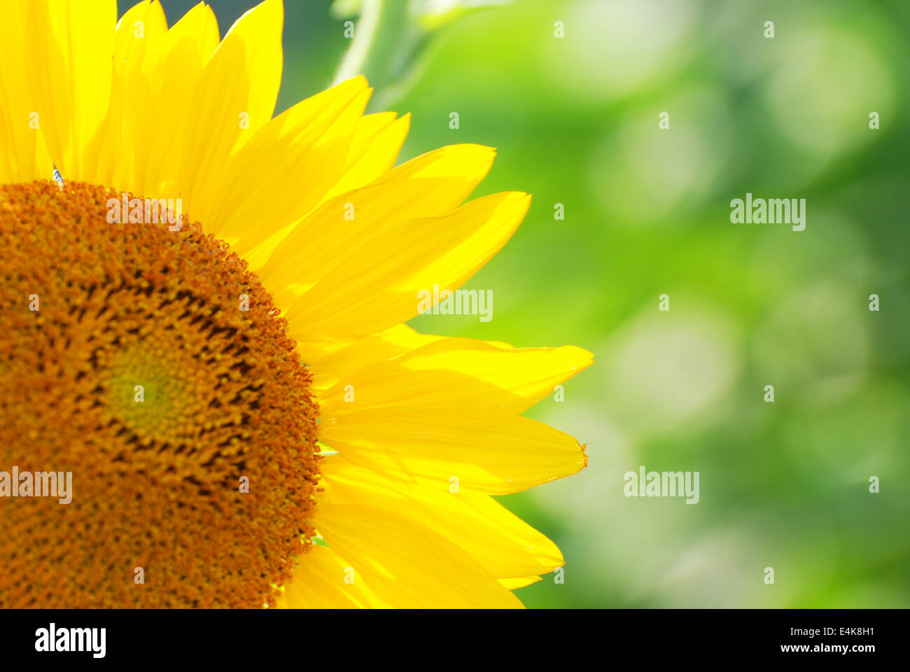 Tournesols sur l'extérieur. Banque D'Images