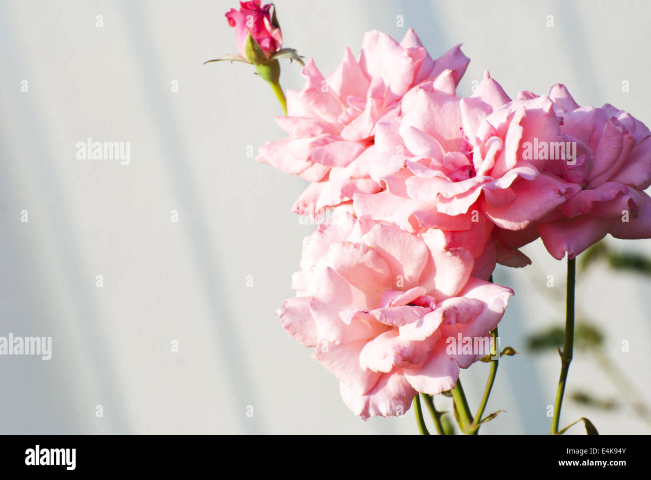 La rose close up Banque D'Images