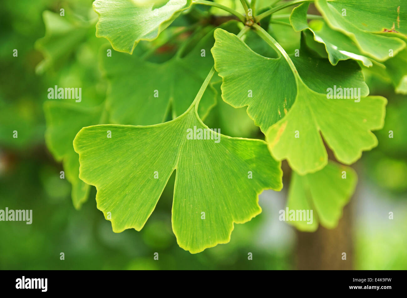 Le ginkgo (ginkgo biloba) Banque D'Images