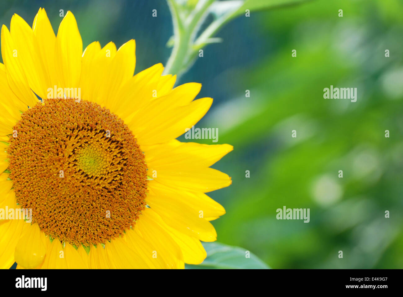 Beaux tournesols Banque D'Images
