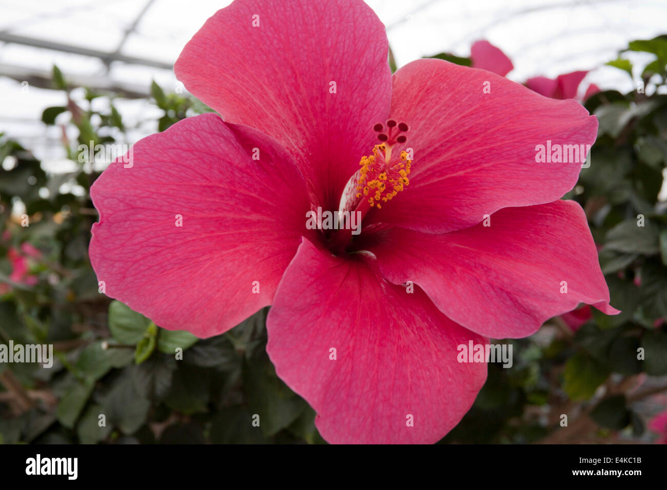 Une Grande Fleur Rose Nommé Hibiscus Canosa Dp Les
