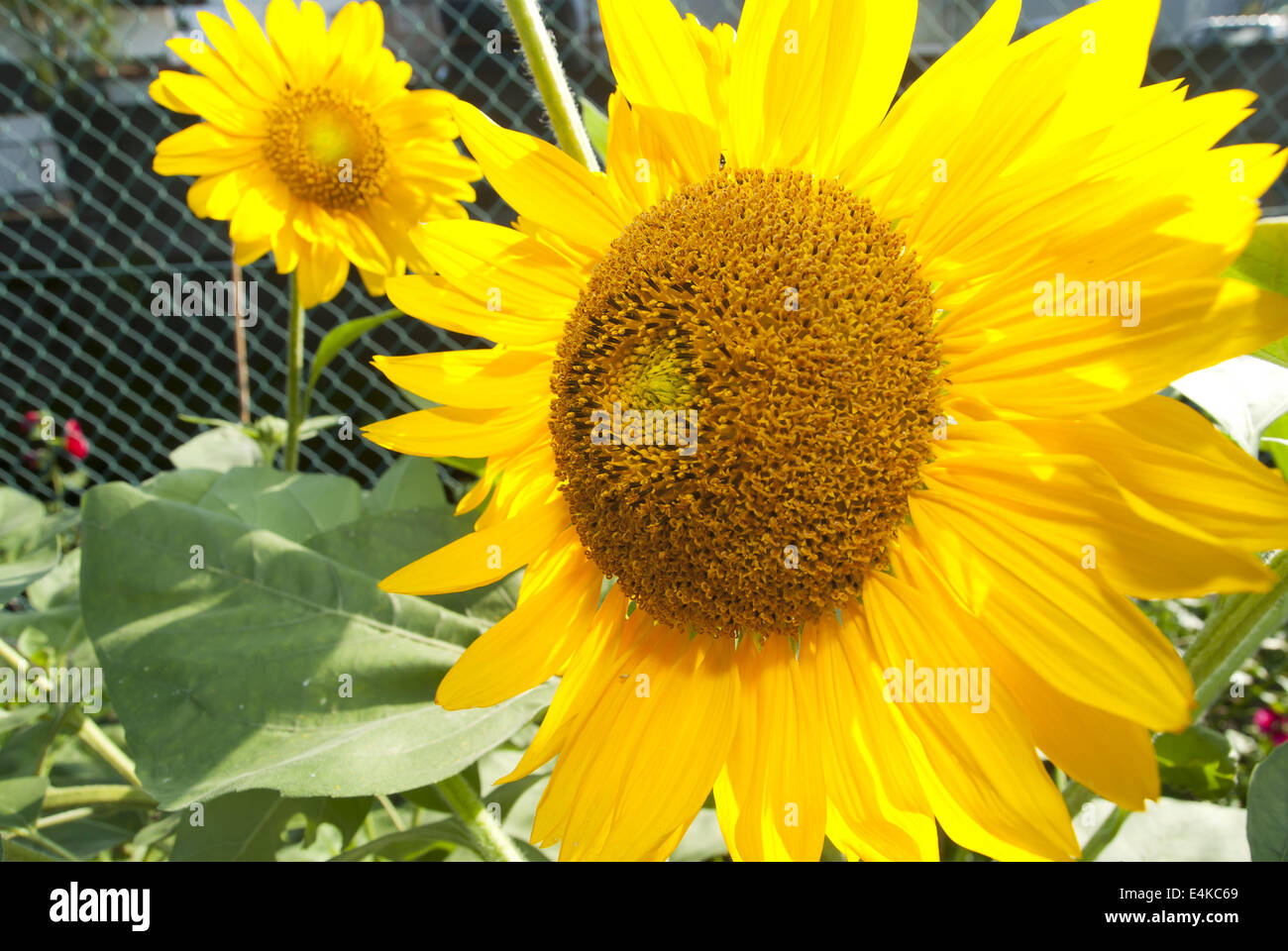 Le tournesol close up Banque D'Images
