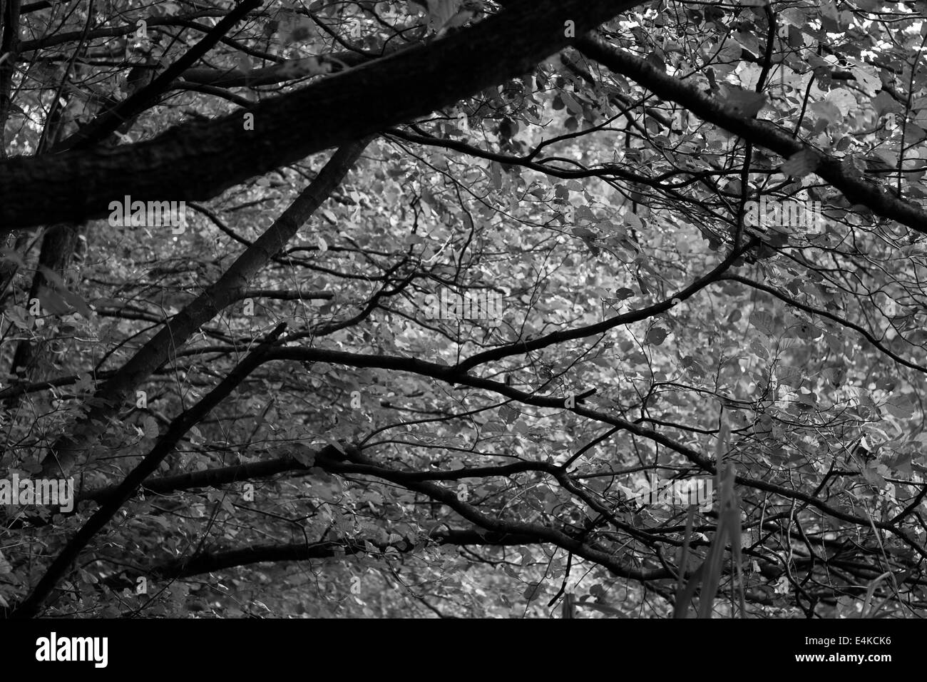 Branches d'un arbre Banque D'Images