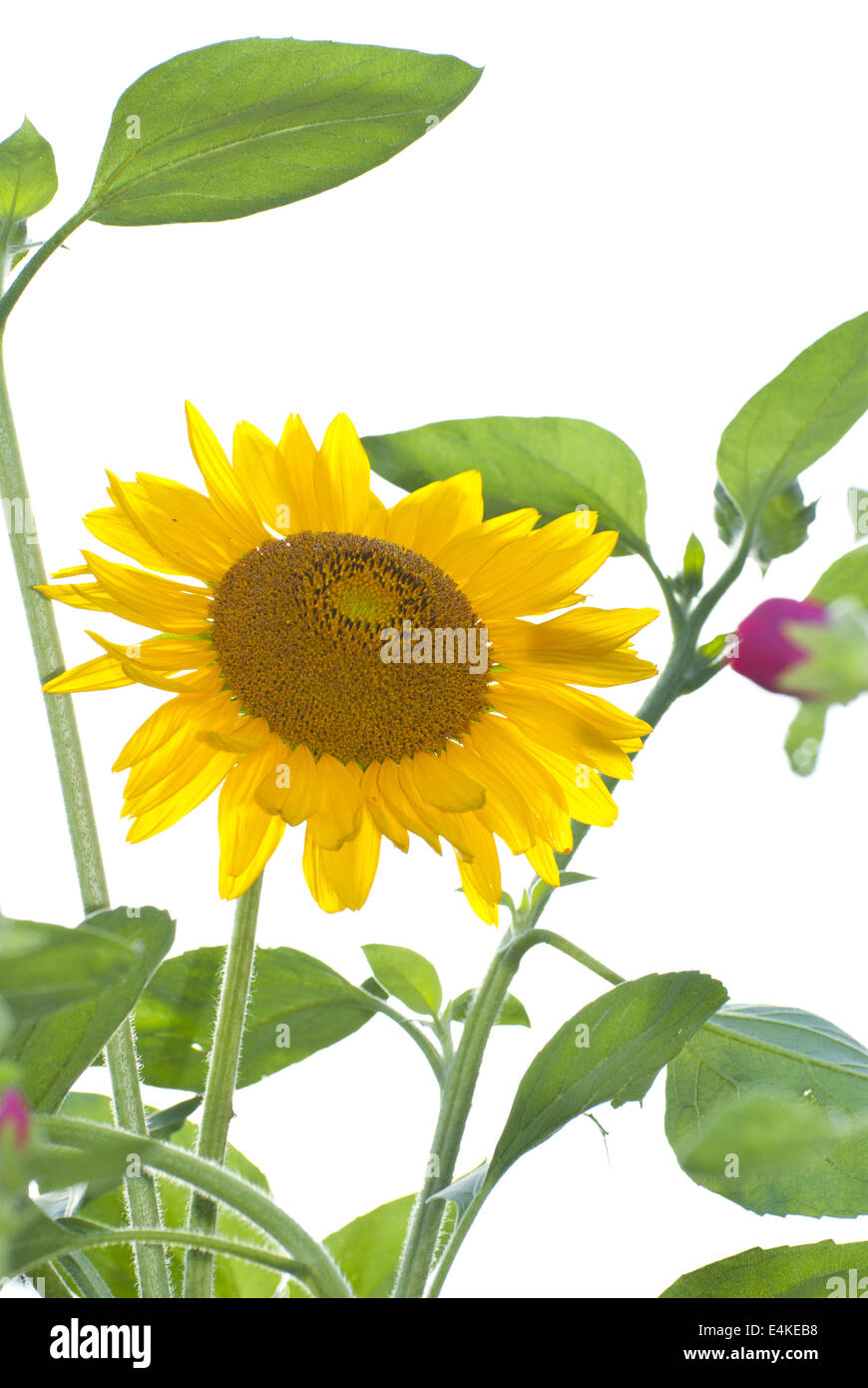 champ de tournesols Banque D'Images