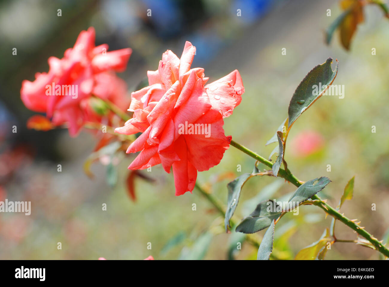 La Rose Banque D'Images