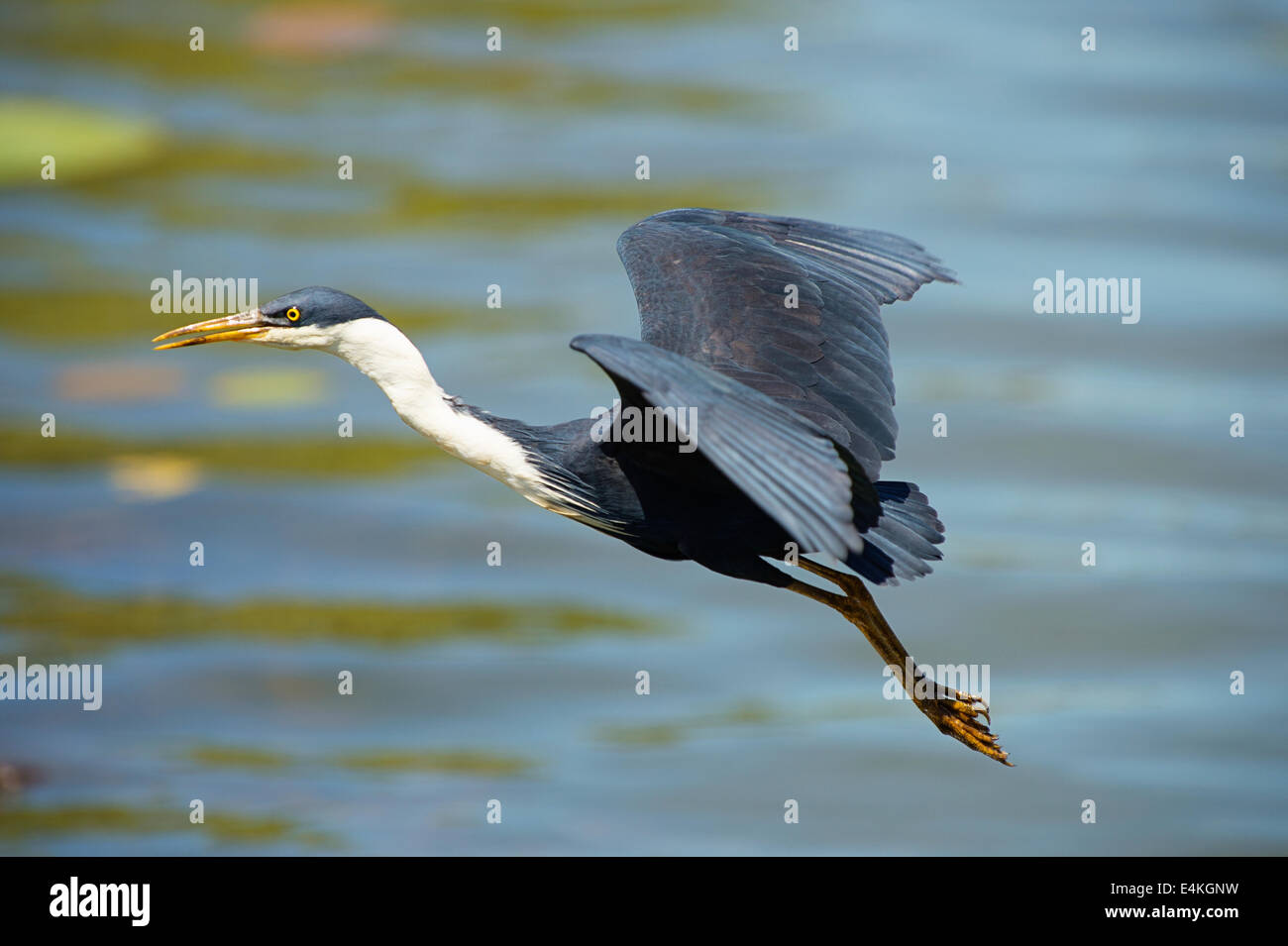 Heron (Ardea picata Pied), Marie Rivière, à l'est de Darwin, Territoire du Nord, Australie. Banque D'Images