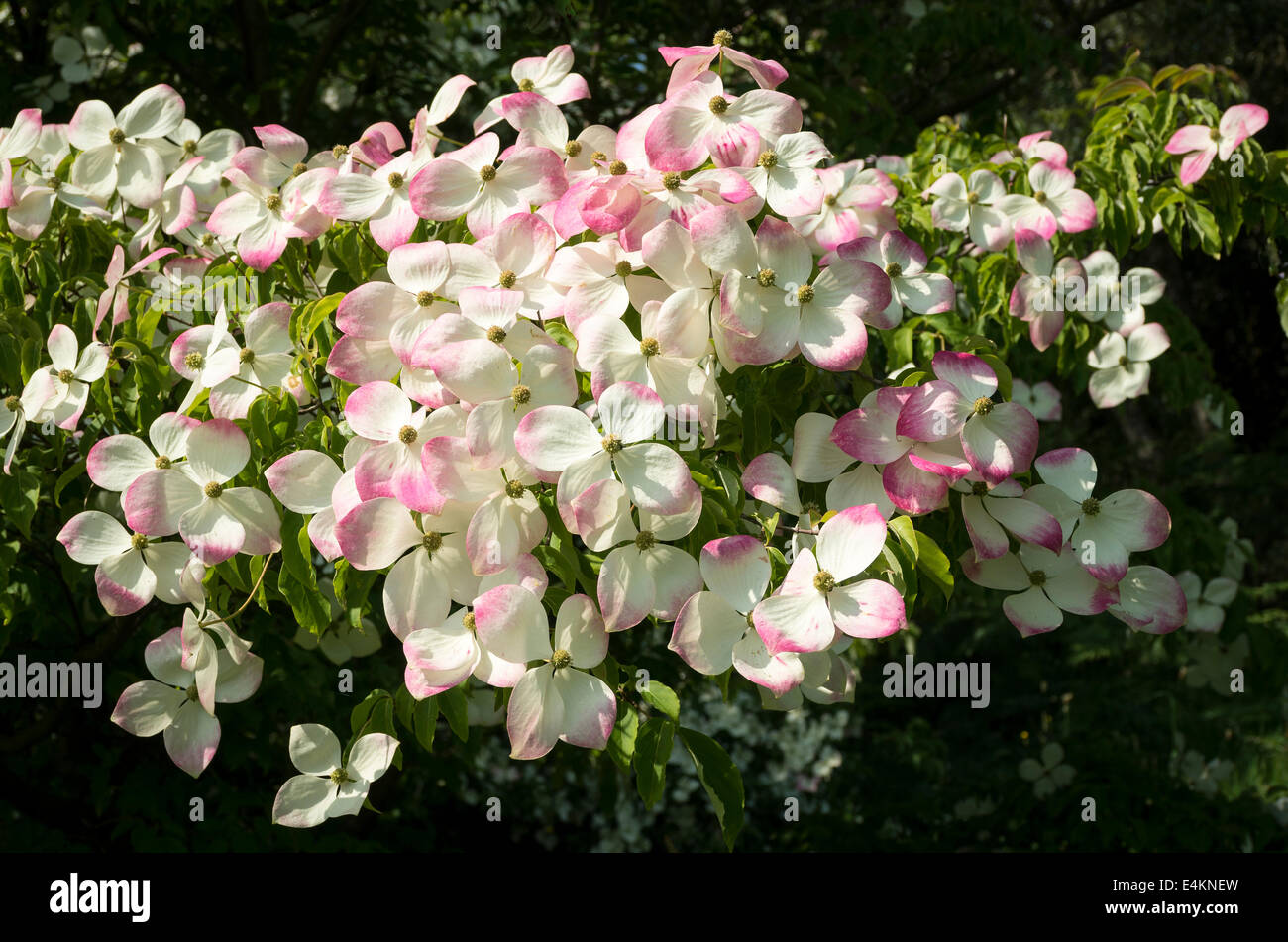 Bractées blanc teinté de rose de Cornus Porlock en Juin Banque D'Images