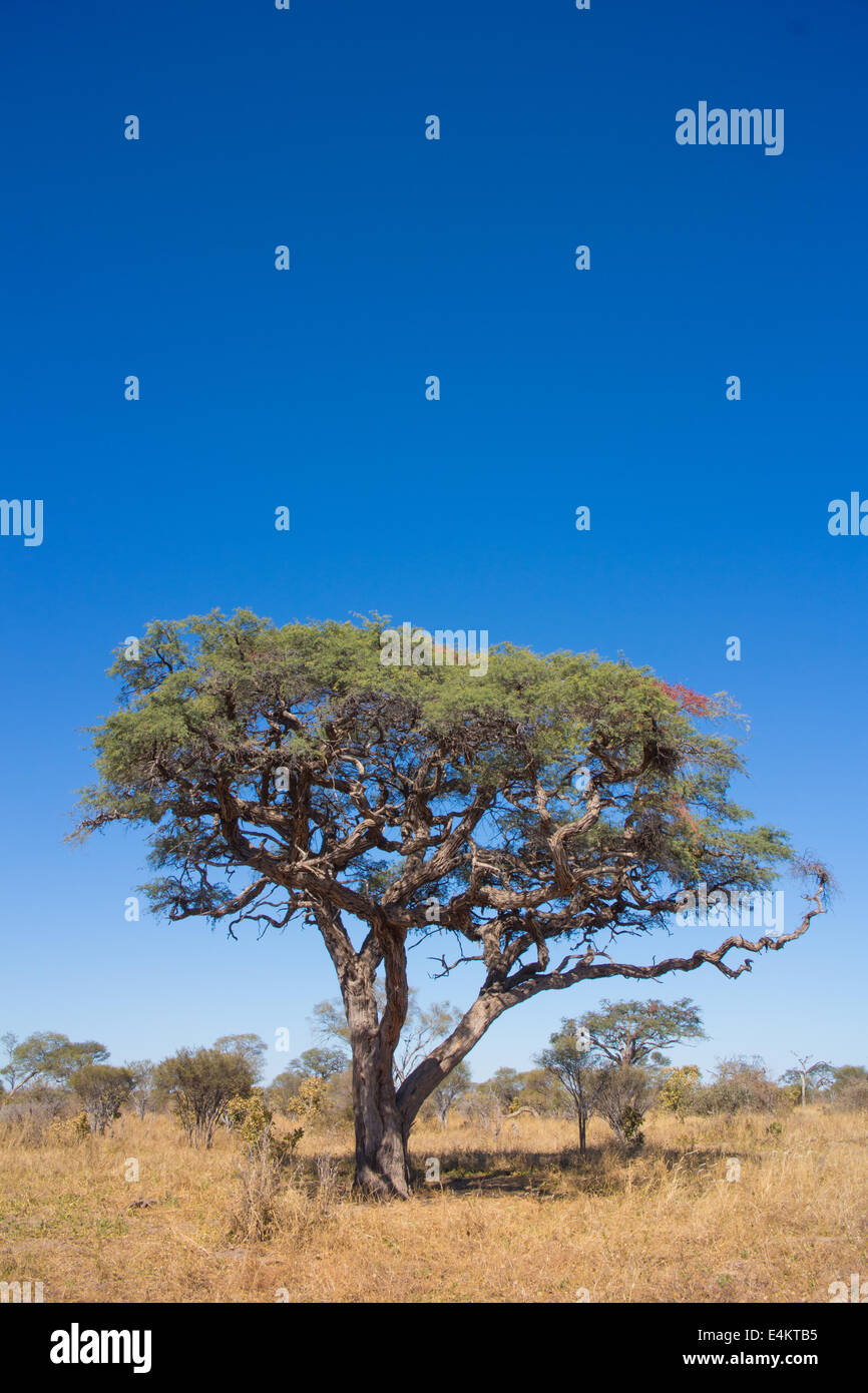 Thron chameau arbre sur la savane Banque D'Images