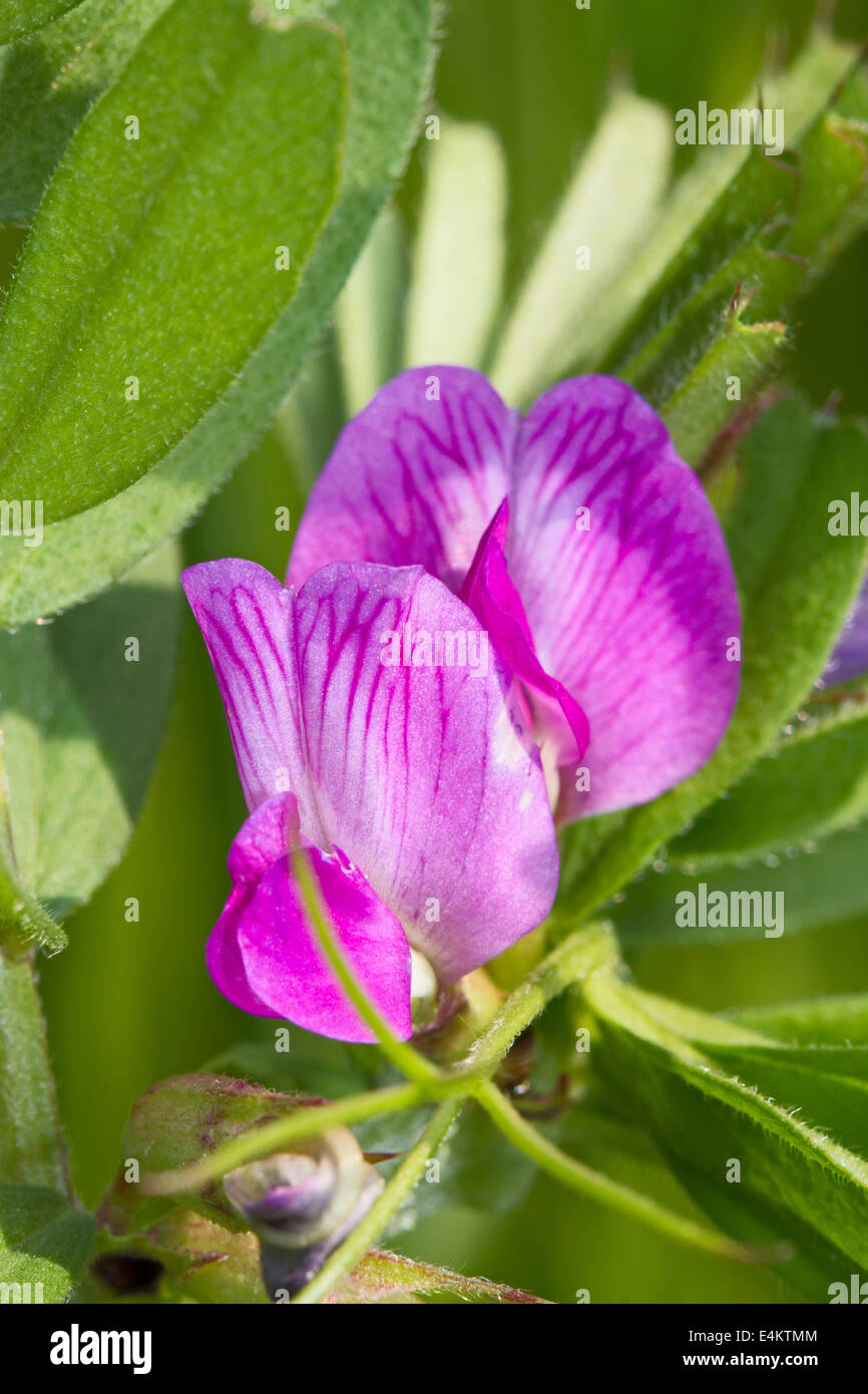 Vesce commune (Vicia sativa) Banque D'Images