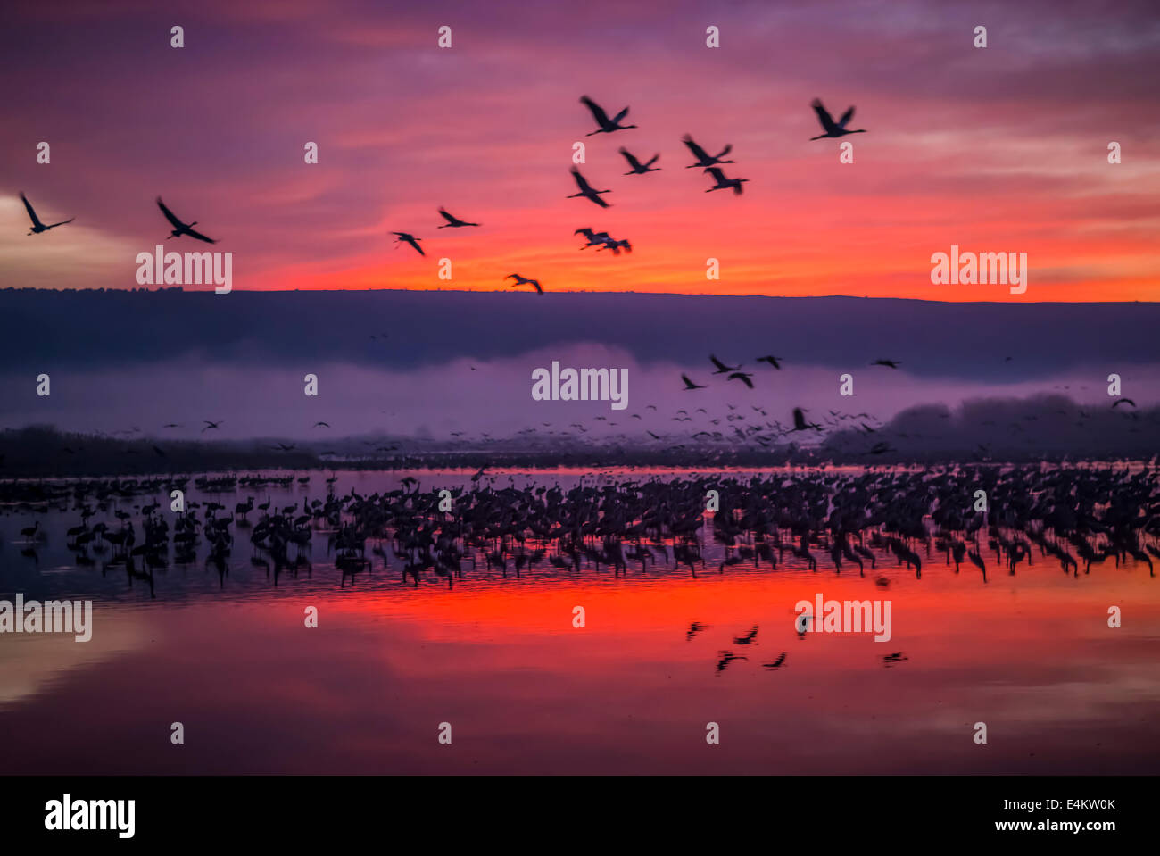 Grue cendrée (Grus grus) Silhouetted at sun-set. Grande grue migrateurs Espèces qui vit dans les prés humides et les marais. Il a un Banque D'Images