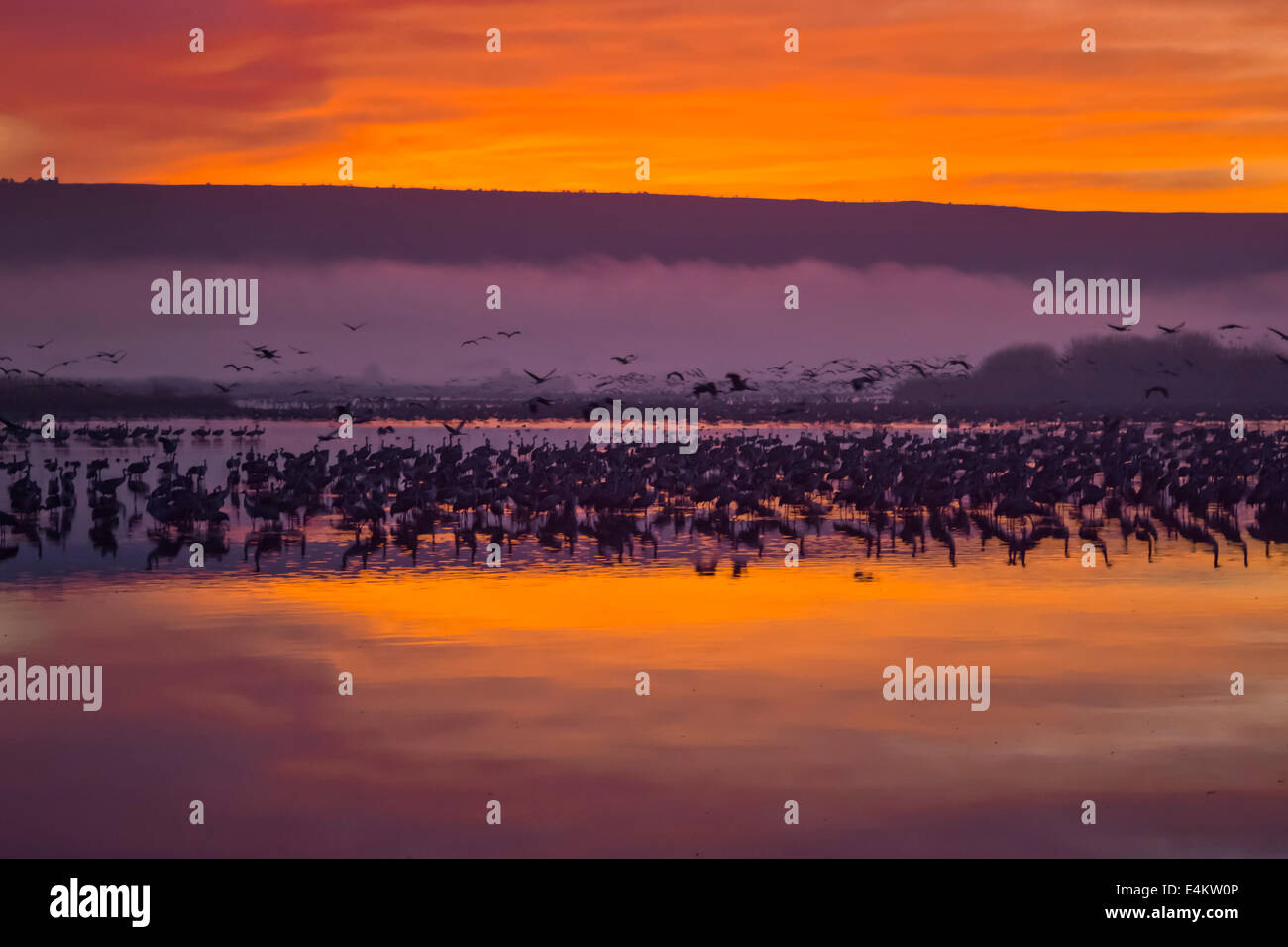 Grue cendrée (Grus grus) Silhouetted at sun-set. Grande grue migrateurs Espèces qui vit dans les prés humides et les marais. Il a un Banque D'Images