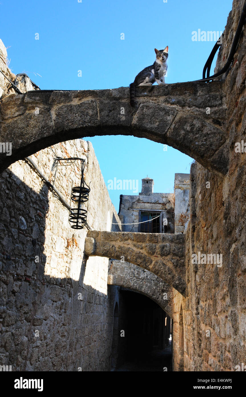 Alley Cat grec dévisageant vers le bas de l'arche en pierre dans la vieille ville de Rhodes, Grèce Banque D'Images