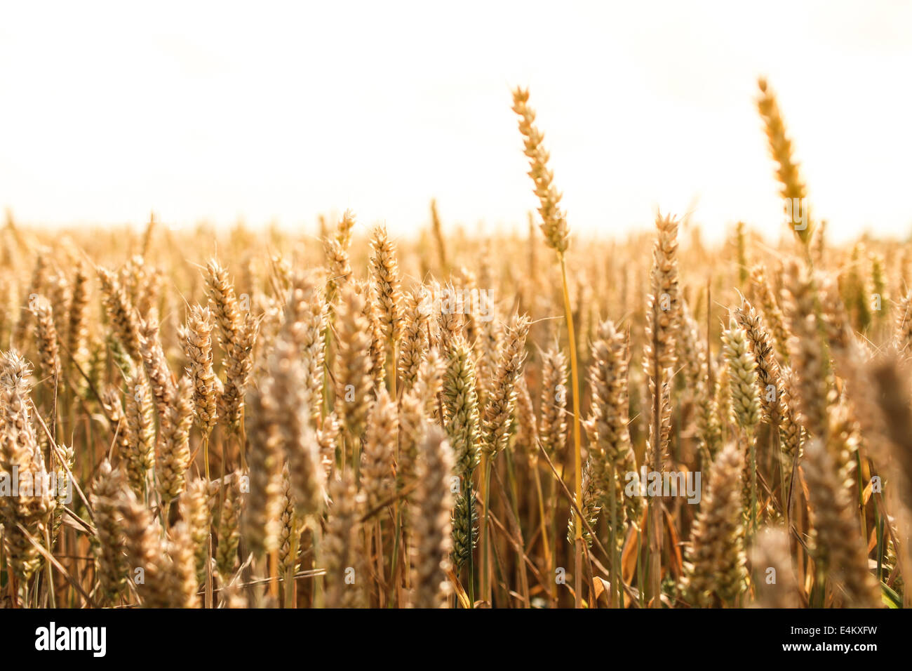Des champs de blé en été Banque D'Images